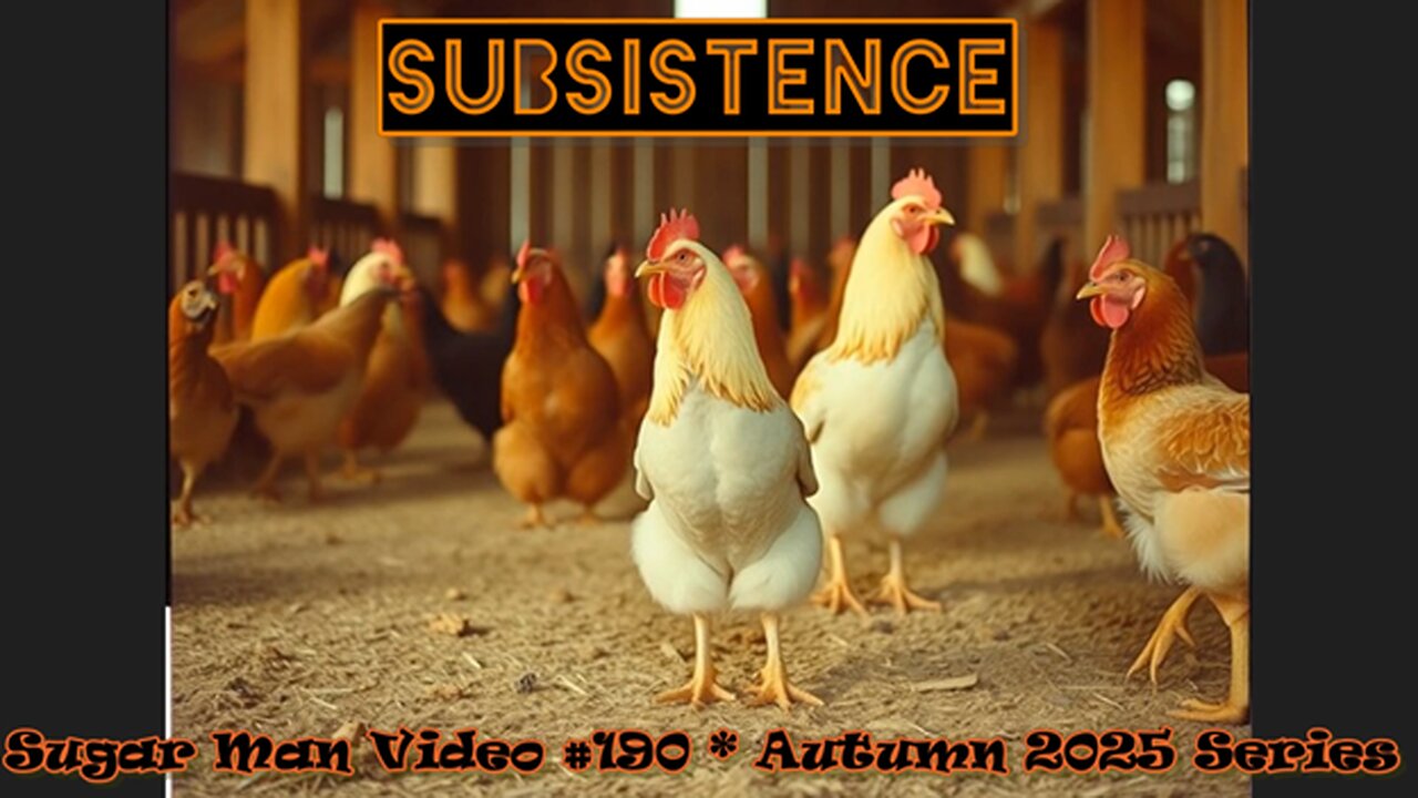 190 Sugar Man - Chicken Farming & Enemy Base Raid