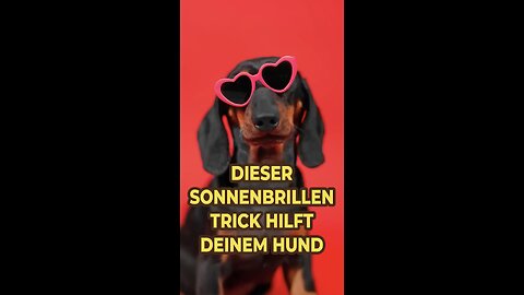 😎 Dieser Sonnenbrillen-Trick hilft deinem Hund! 🐶
