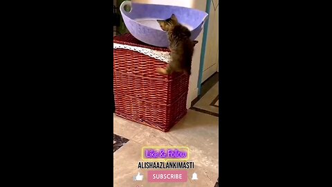 CatsPlay🤩🤩#cat #cats #catsagram #catlove #family #follow #viral #animal #hashtags #happy #satisfy