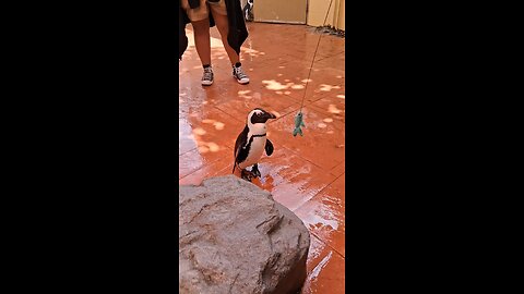 African penquins and their toys