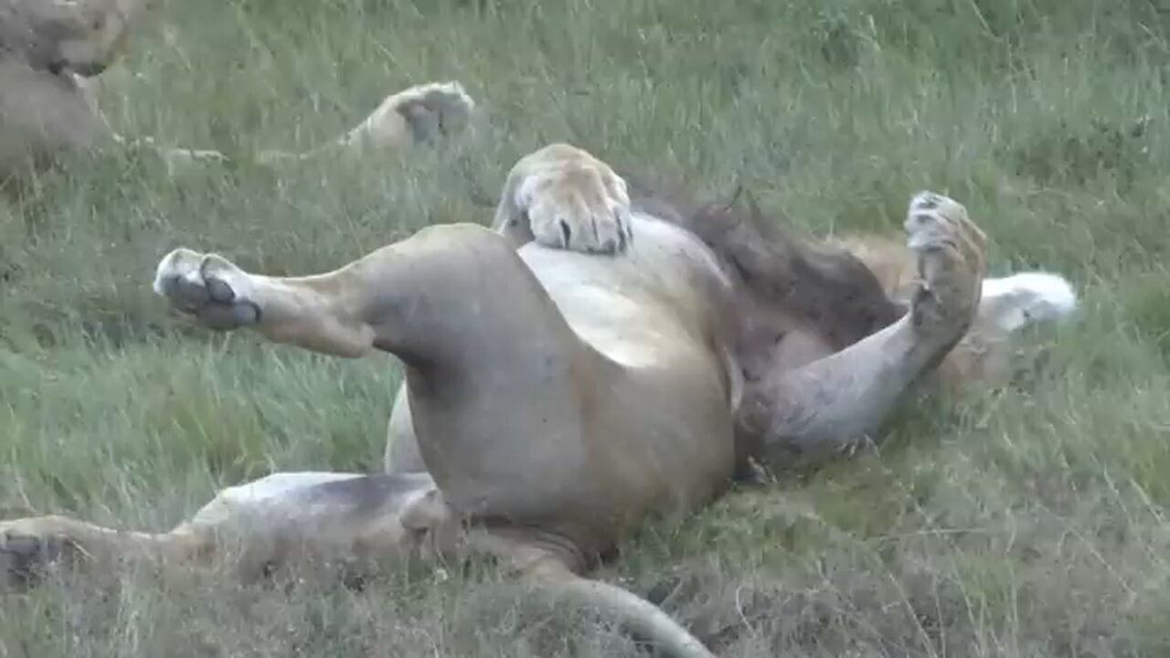 addo national park video