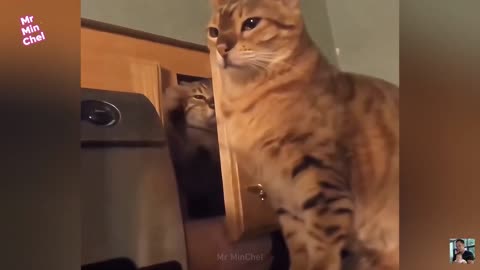 2025 Funniest Cats and Dogs Memes Try Not to Laugh Challenge