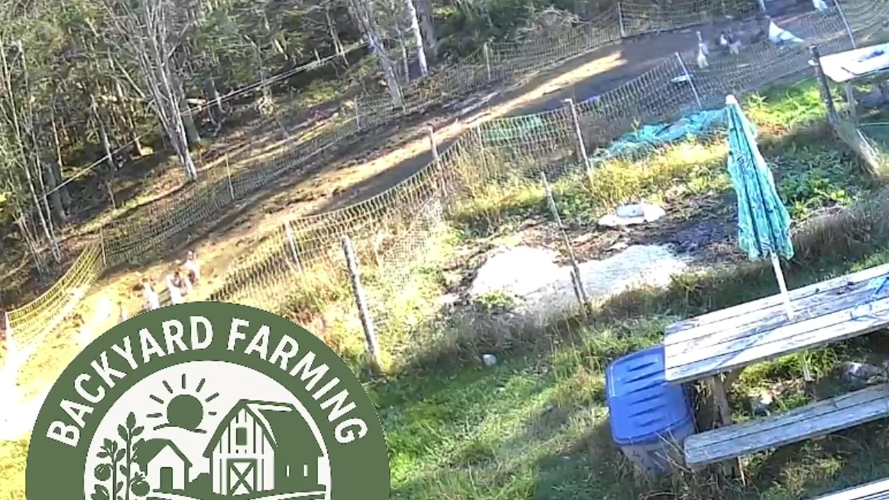 Had a unwelcome bird in our yard trying to get the chickens. Anyone know what this bird is?