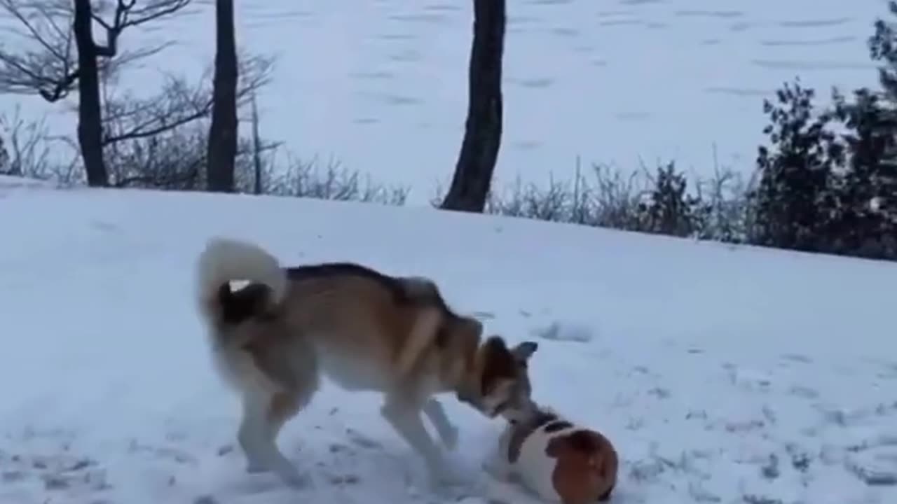 🤣👍Funny Animal Videos | Big Animals