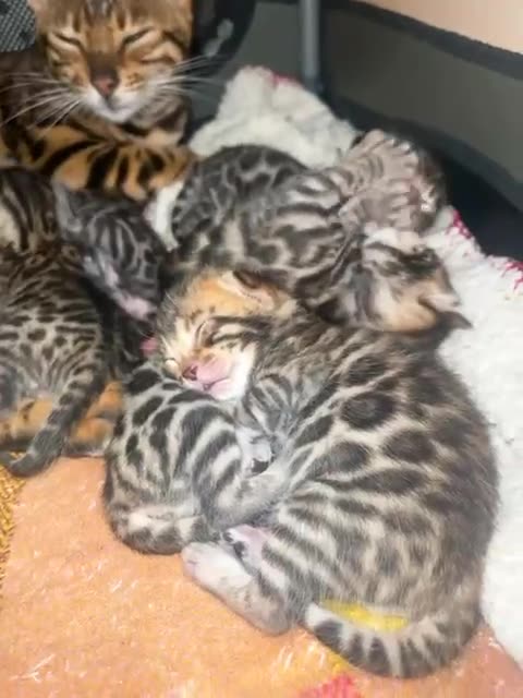 Mama cat and her kittens