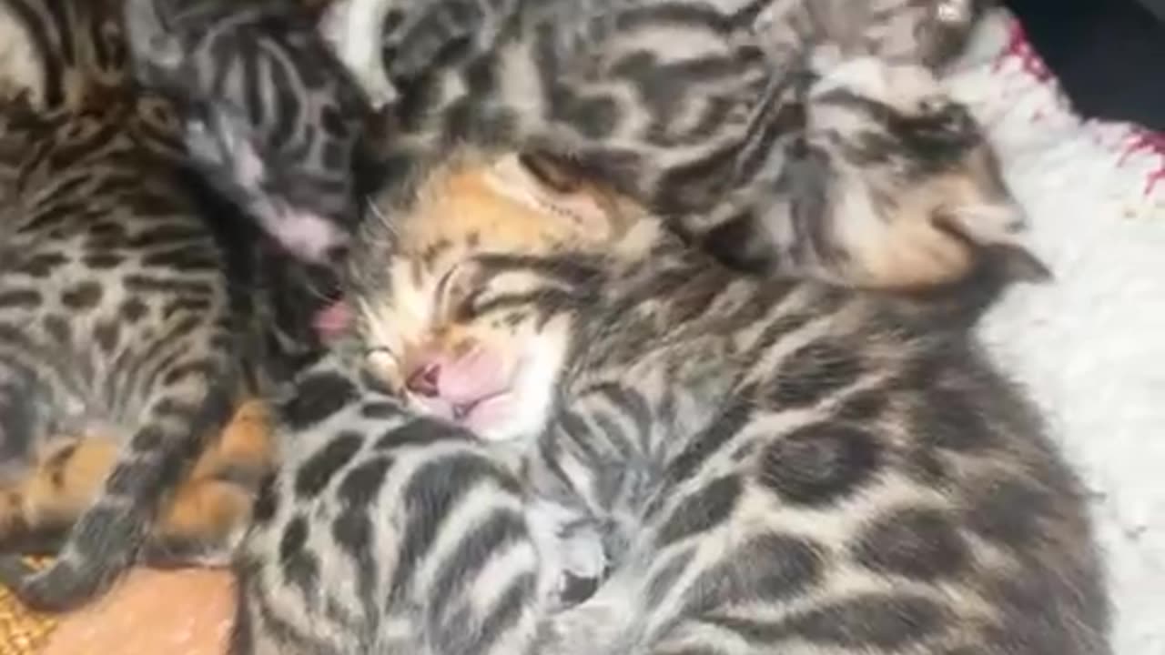 Mama cat and her kittens