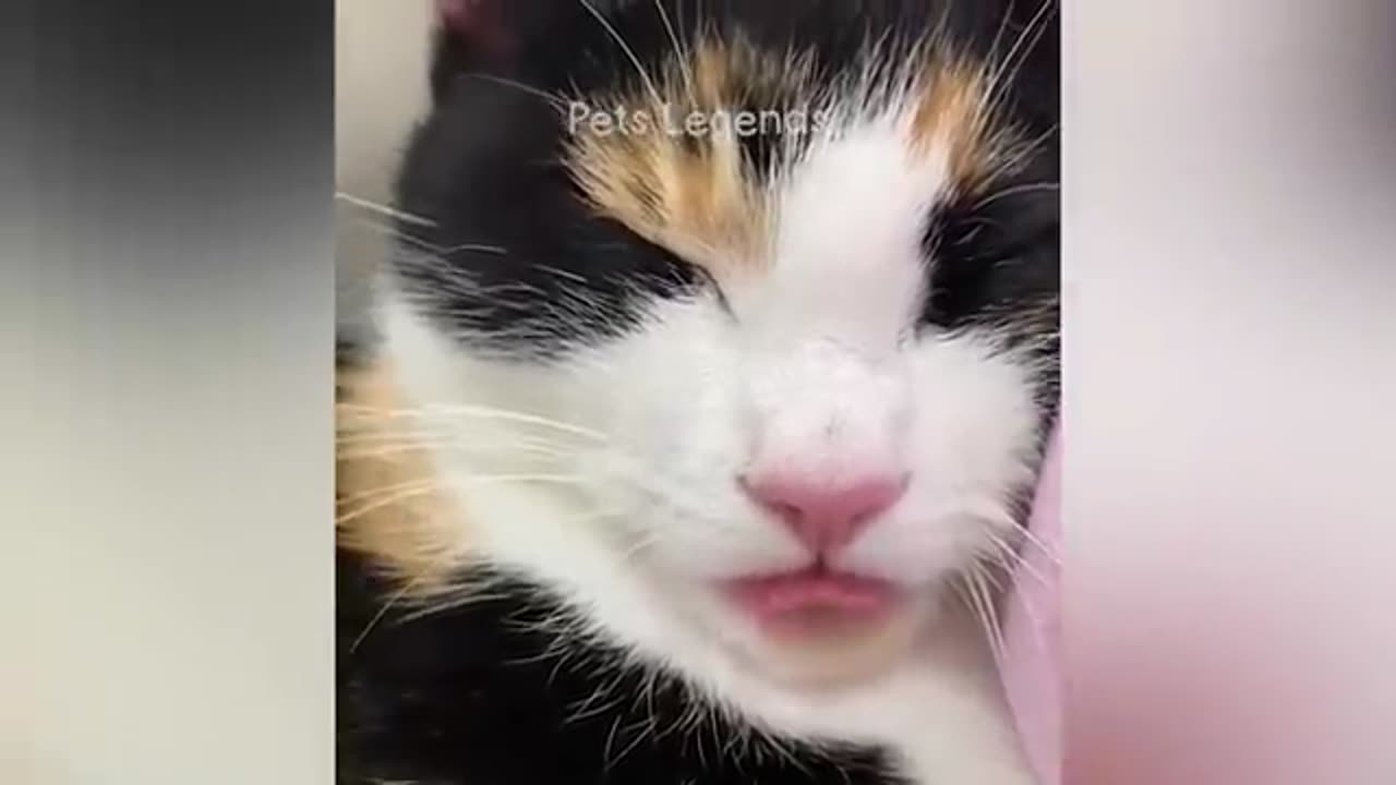 Funniest Animals 😍 New Funny Cats and Dogs Videos 😸🐶