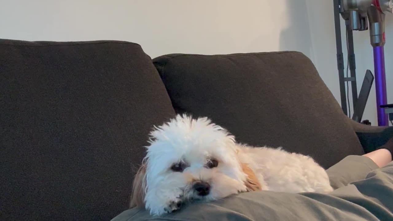 My Dog Has No Boundaries