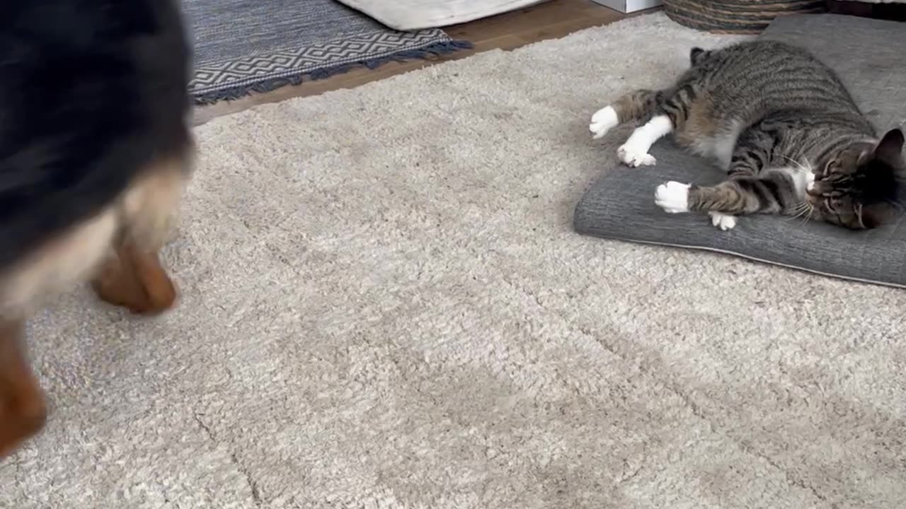 Cat Invites German Shepherd to Play