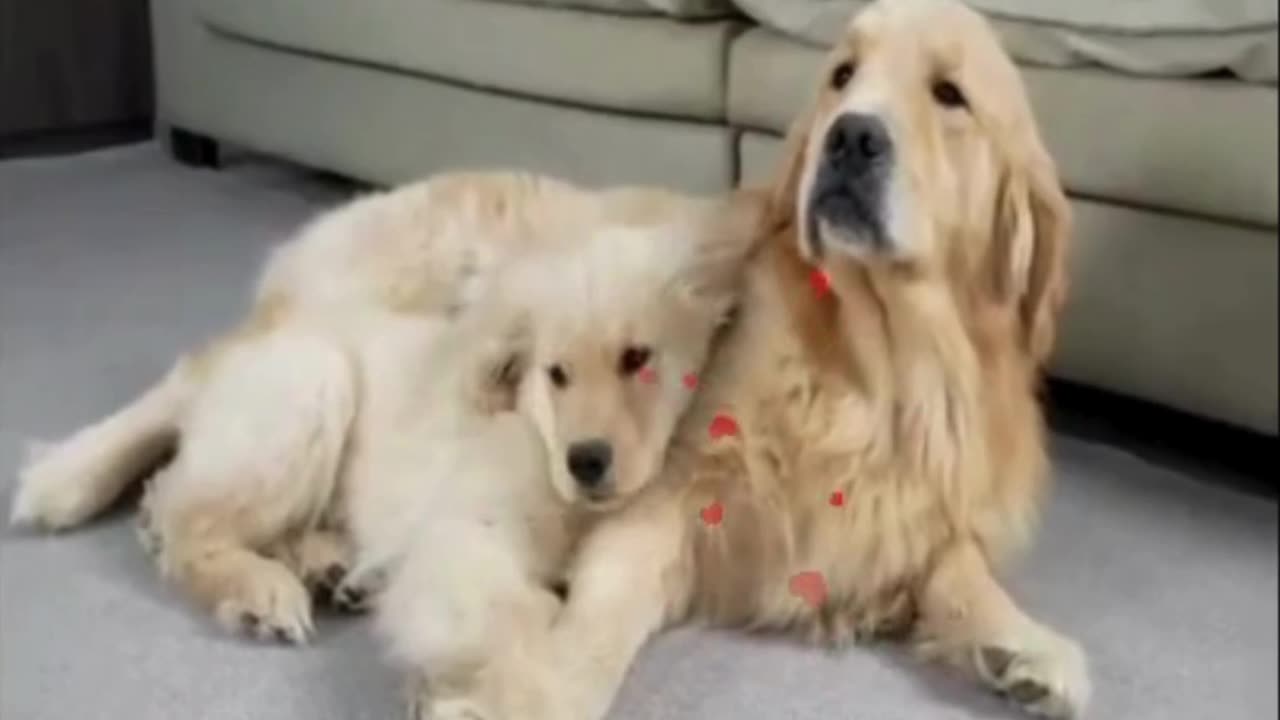 How a Dog Cares for Her Puppy with Tenderness