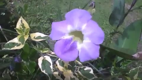 Beautiful lilac variegata barleria flower, look at the designs on the leaves [Nature & Animals]