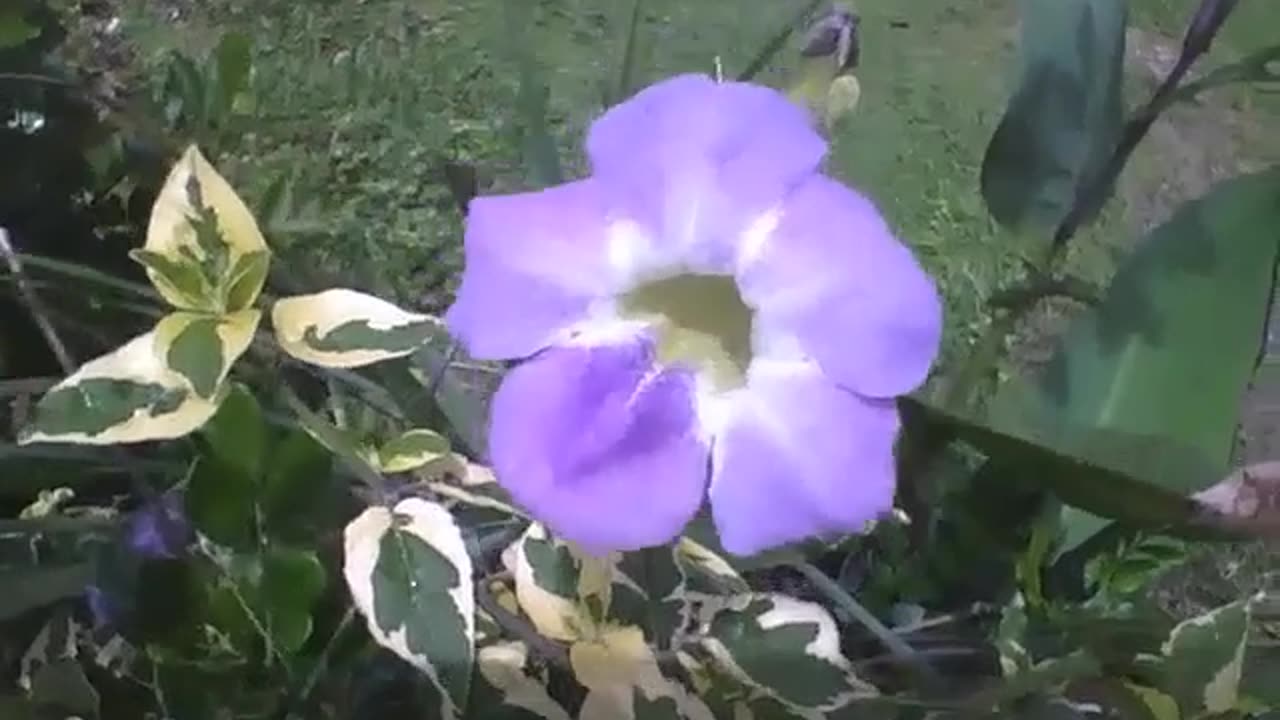 Beautiful lilac variegata barleria flower, look at the designs on the leaves [Nature & Animals]