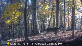 The Woods – 11/07/2025