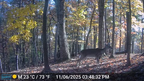 The Woods – 11/07/2025