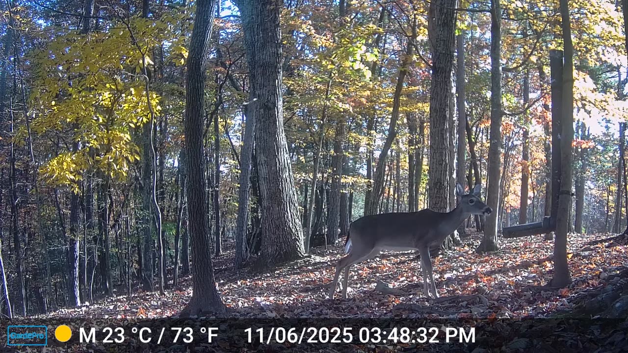 The Woods – 11/07/2025