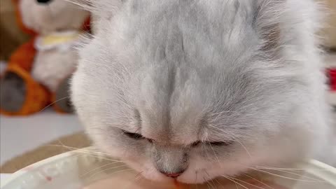 Cute Cat Eating Food – ASMR & Adorable Moments