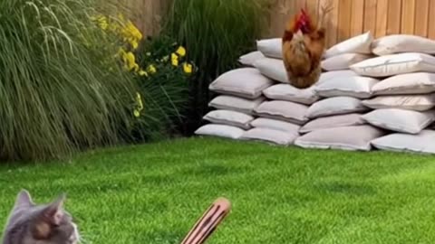 Cats and chicken play basketball 🤣