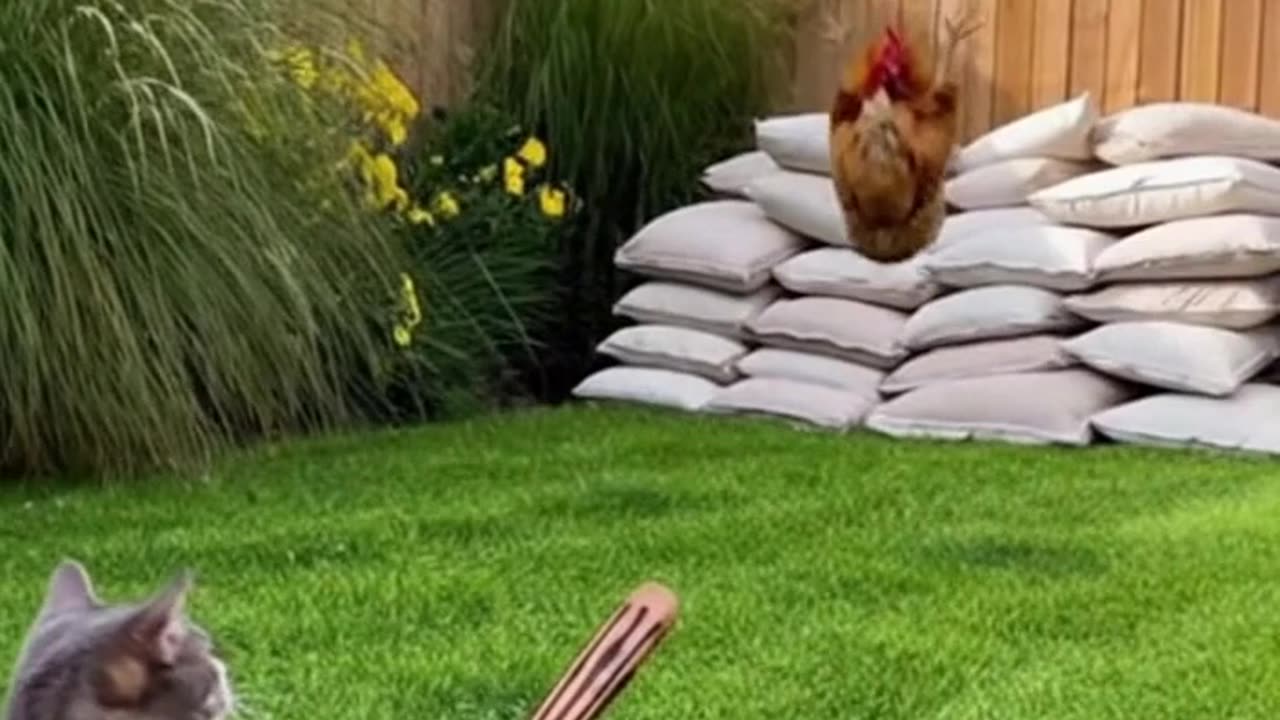 Cats and chicken play basketball 🤣