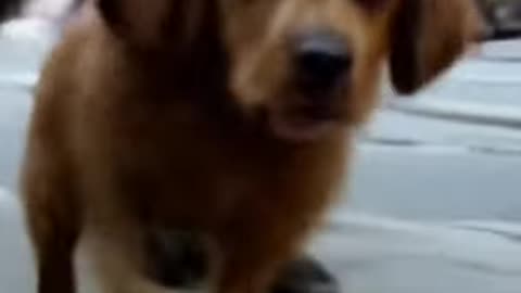 Rapping Lost Puppy