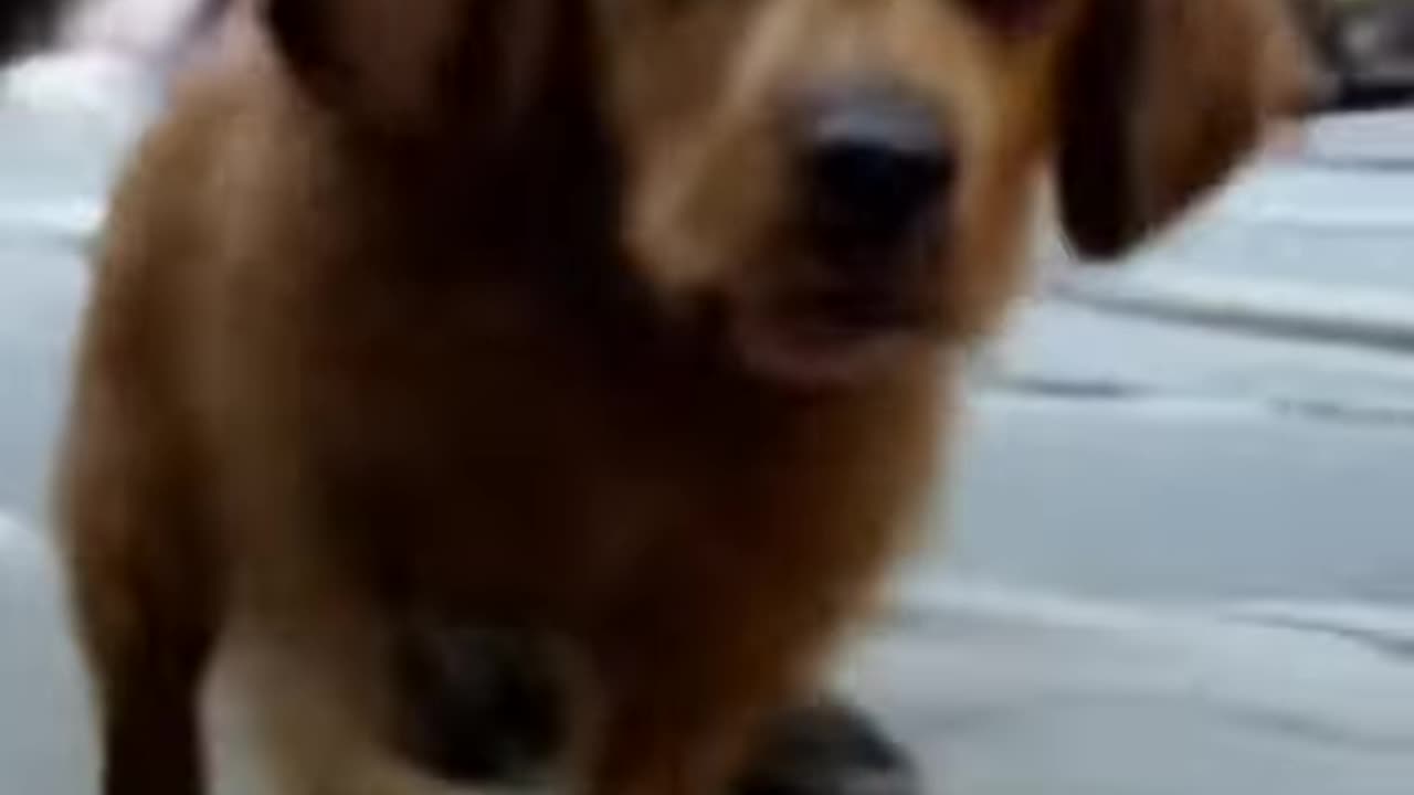 Rapping Lost Puppy