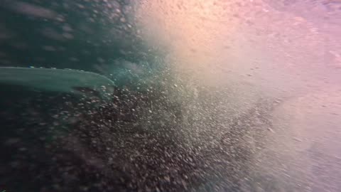 Swimming With Orcas And Humpback Whales