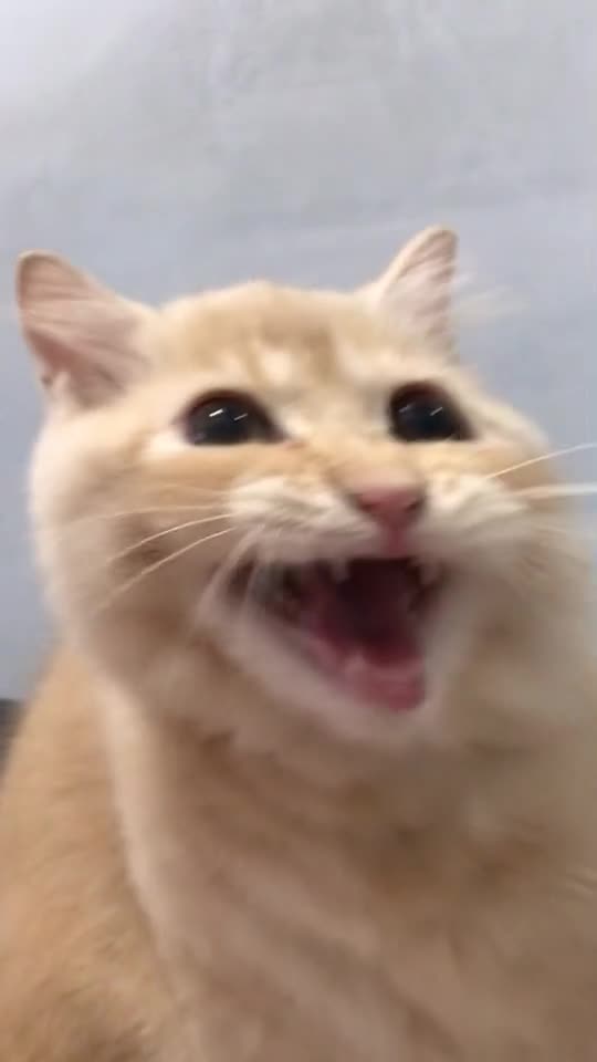 Funny Cat Video 29 - singing cat