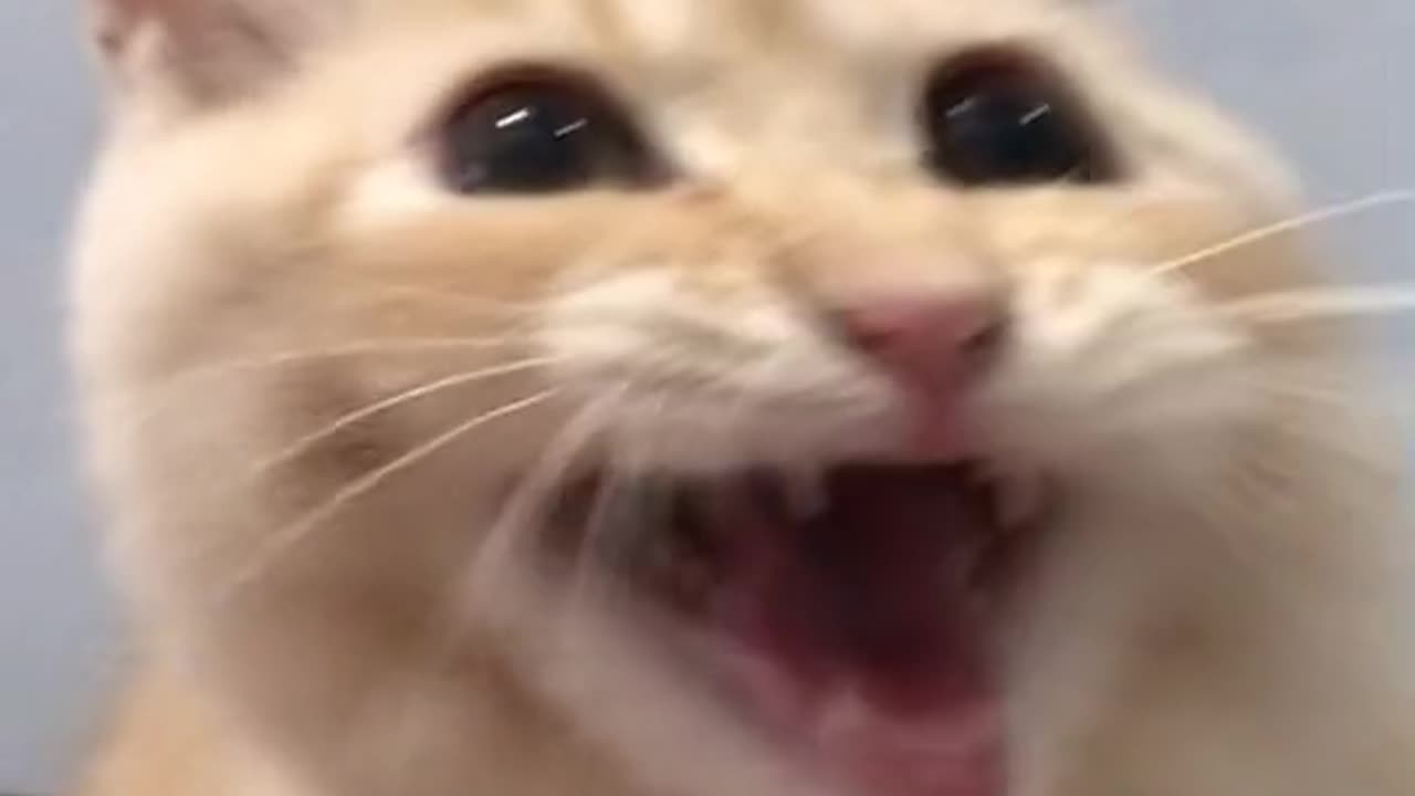 Funny Cat Video 29 - singing cat