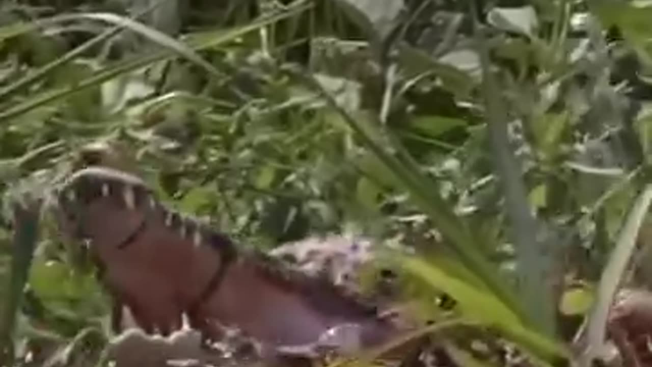 Tiger hunting crocodile promptly...