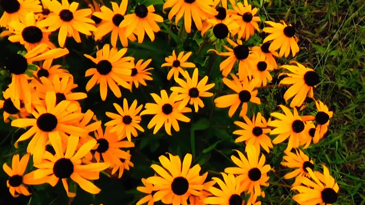 Black-eyed Susans