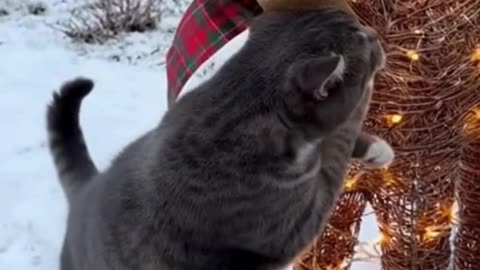 🐱🦌❄️ My Cat Thinks the Reindeer Lawn Ornament Is His New Best Friend… 😂🎄