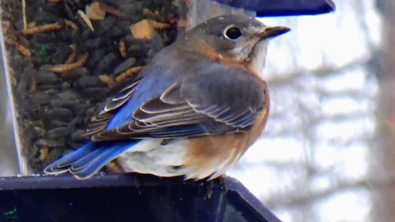 Bluebird