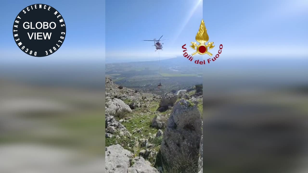 Cow falls off a cliff, rescued by fire brigade helicopter in Manfredonia (Puglia, Italy)