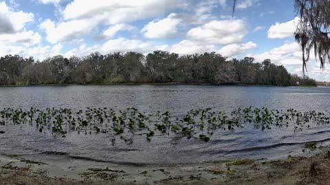4K St. Johns River Time-Lapse: Florida Wildlife Magic 🐊🌿 (Jan 25, 2026)