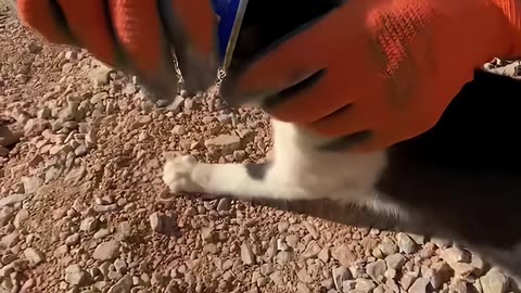 Helping Rescue a Cat With a Can Stuck on It's Head