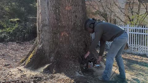 Skilled Tree Guys Tackle Giant Invasive