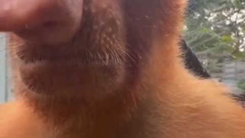 🧠✨ Discover the Unique Look of the Proboscis Monkey! | FeedMyCuriosity
