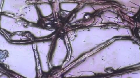 Wstęp do bloga o zombie