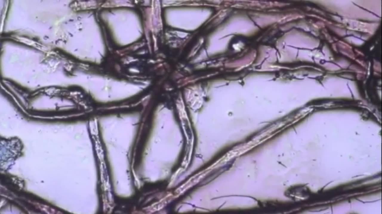 Wstęp do bloga o zombie