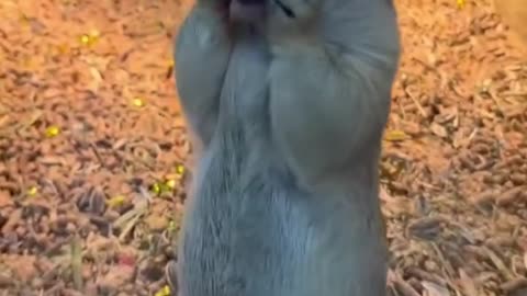 Funny animals videos