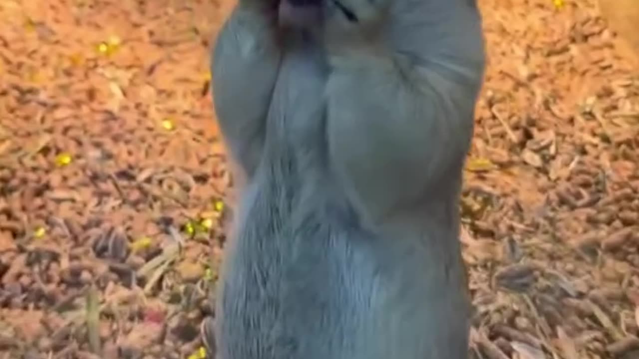 Funny animals videos