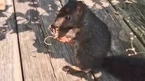 A cute squirrel busy in my hanging basket