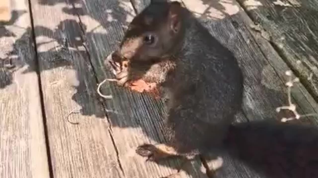 A cute squirrel busy in my hanging basket