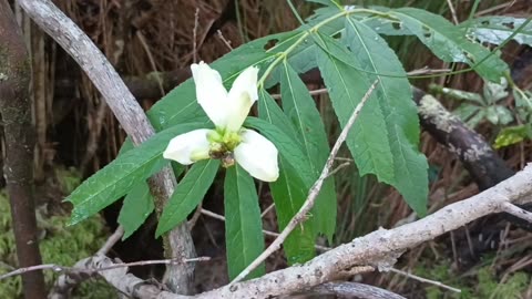 White Turtlehead