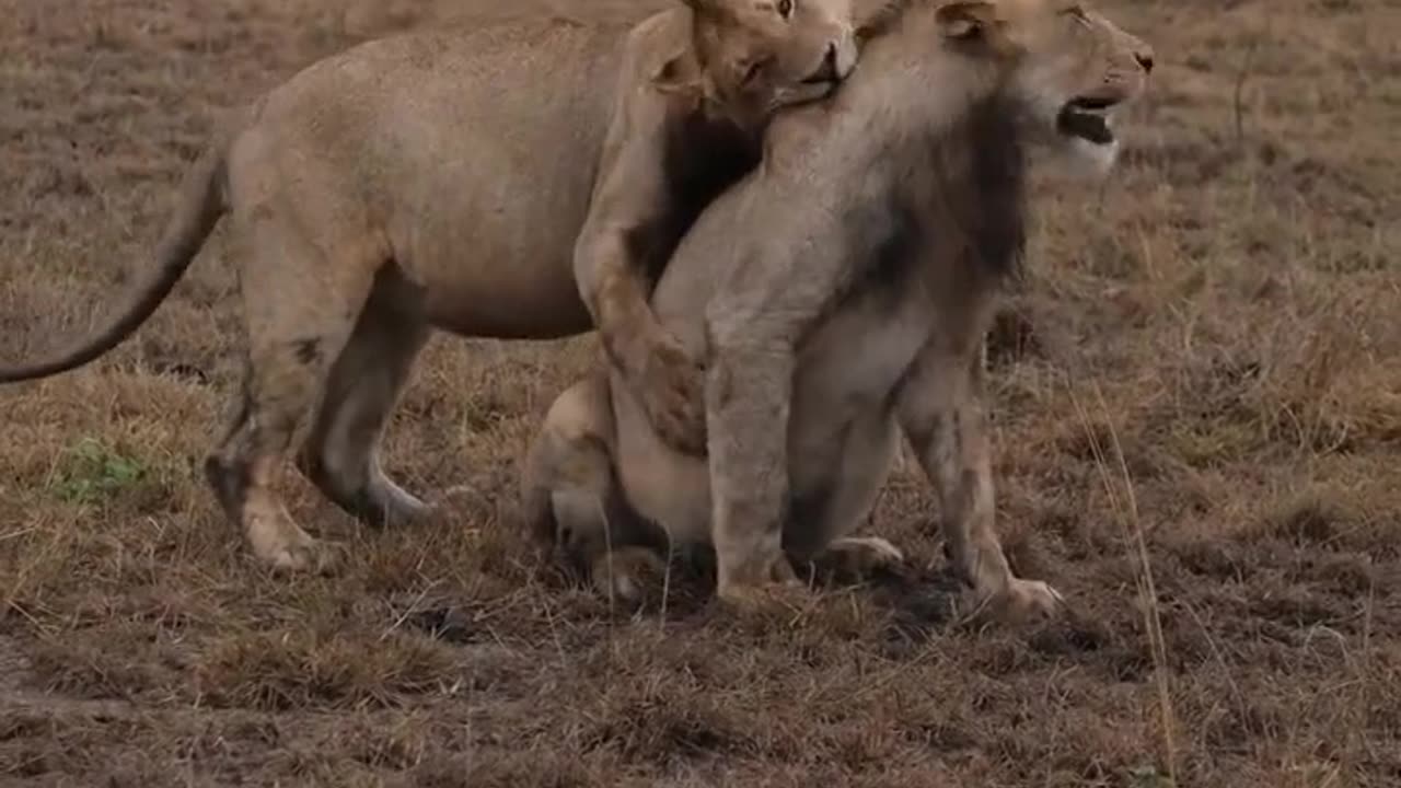 abei Torchwood Boys 2/7 Two brothers compete on the same level #Torchwood Lions #Protect Wildlife