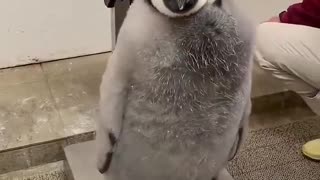 Dream job: penguin wrangler