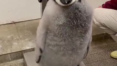 Dream job: penguin wrangler