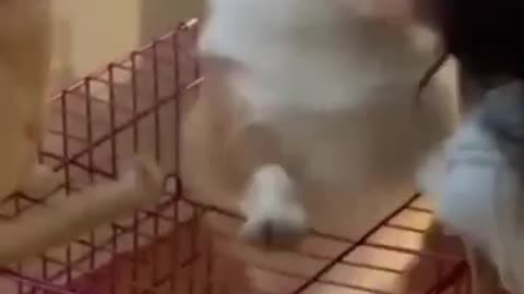 Funniest Cat and Dog