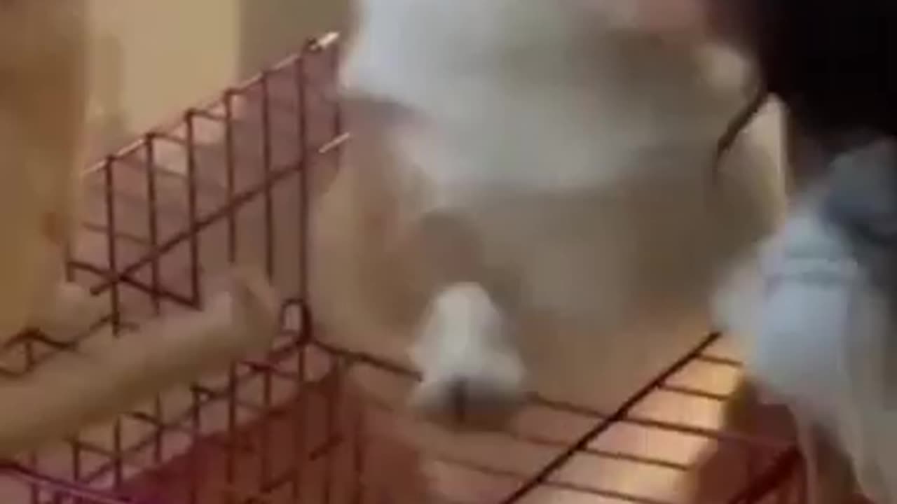 Funniest Cat and Dog