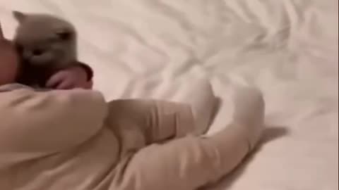 Baby vs cat