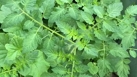 Incredible WILD permaculture garden!